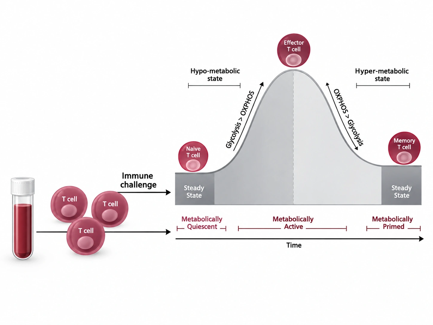 Conceptual chart showing resting, effector and memory T-cell metabolic states over time